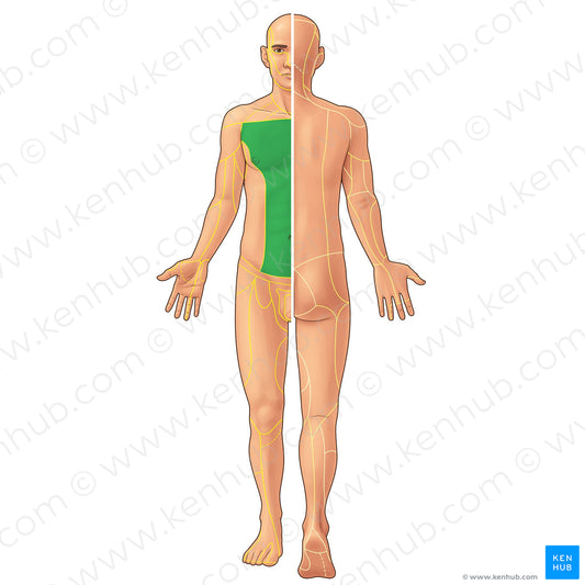 Anterior cutaneous branches of intercostal and subcostal nerves (#21945)