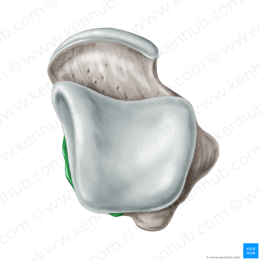 Medial tubercle of posterior process of talus (#9736)