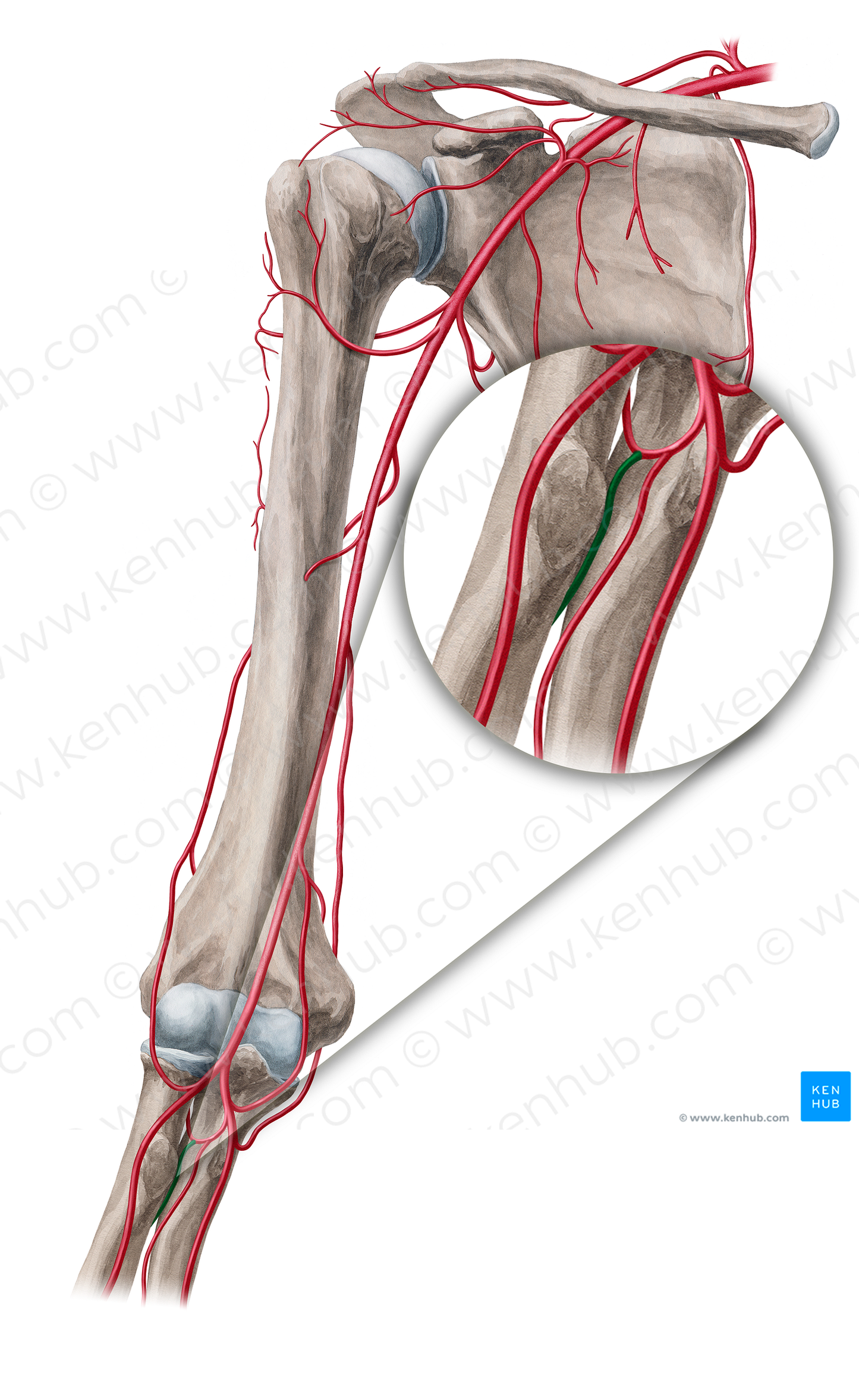 Posterior interosseous artery (#18857)