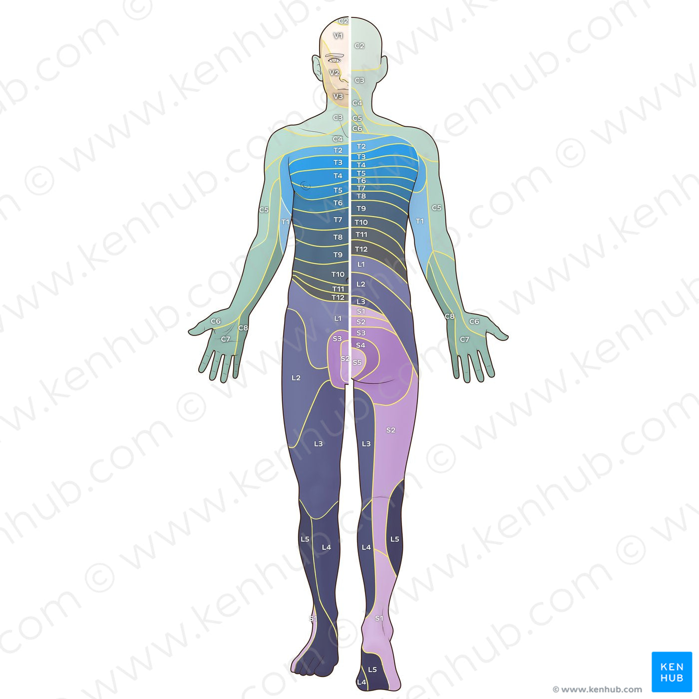 Dermatomes: Foerster map (Latin)