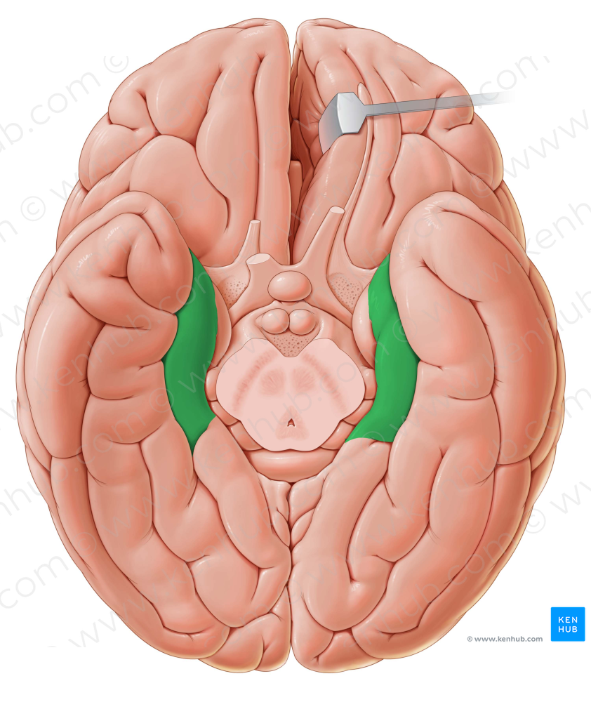 Parahippocampal gyrus (#4190)