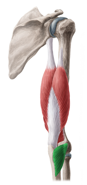 Anconeus muscle (#5199)