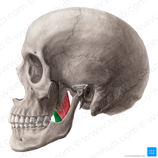 Superficial head of medial pterygoid muscle (#7785)