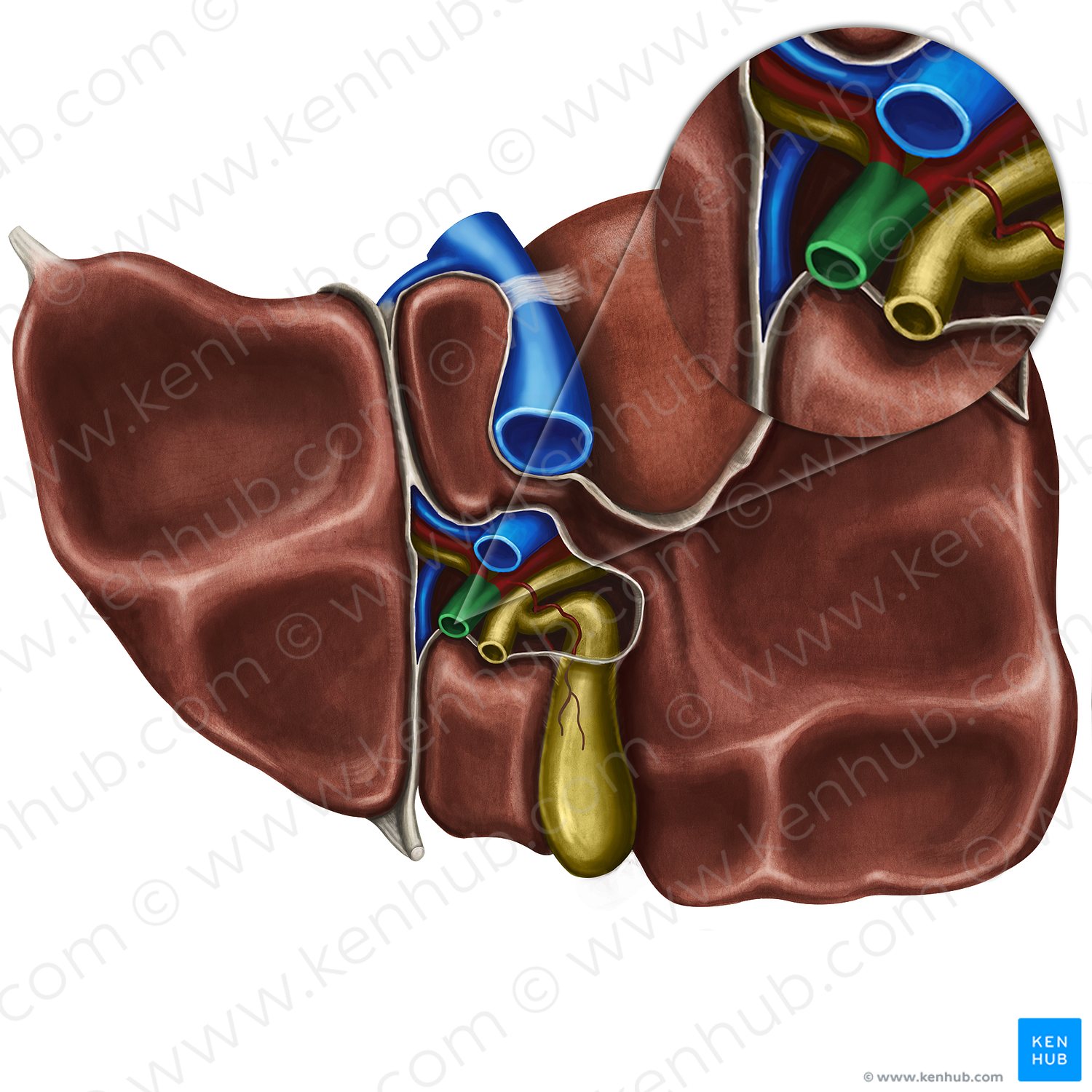 Proper hepatic artery (#1344)