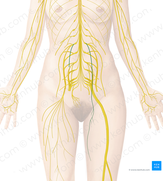 Obturator nerve (#6603)