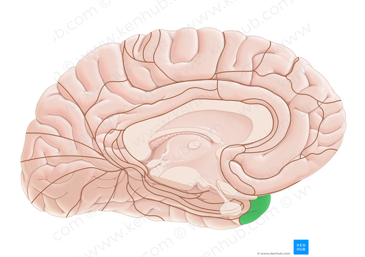 Brodmann area 38 (#18000)