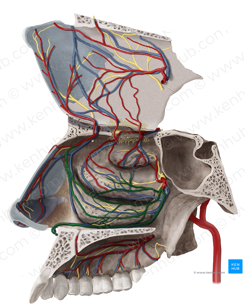 Posterior lateral nasal branches of sphenopalatine artery (#8518)