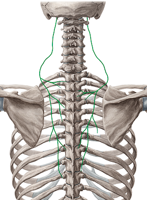 Accessory nerve (#6297)