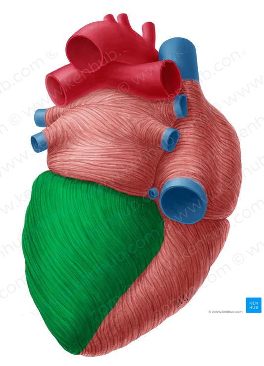 Left ventricle of heart (#10701)