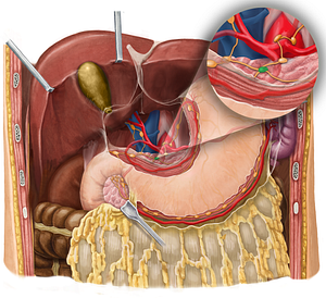 Pancreatic lymph nodes (#7065)
