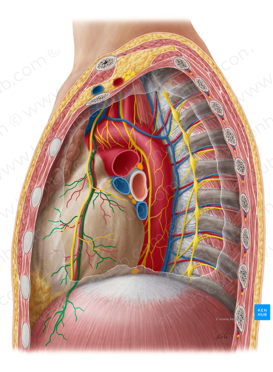 Pericardiacophrenic vein (#10465)