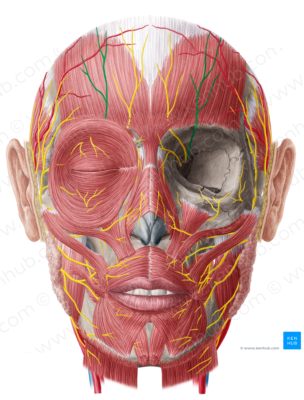 Supraorbital nerve (#6787)