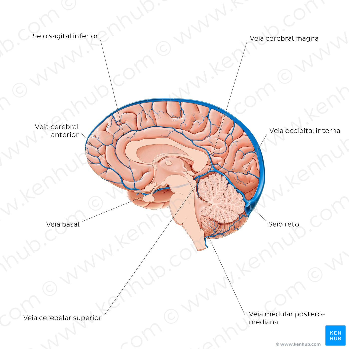 Cerebral veins - Medial view (Portuguese)