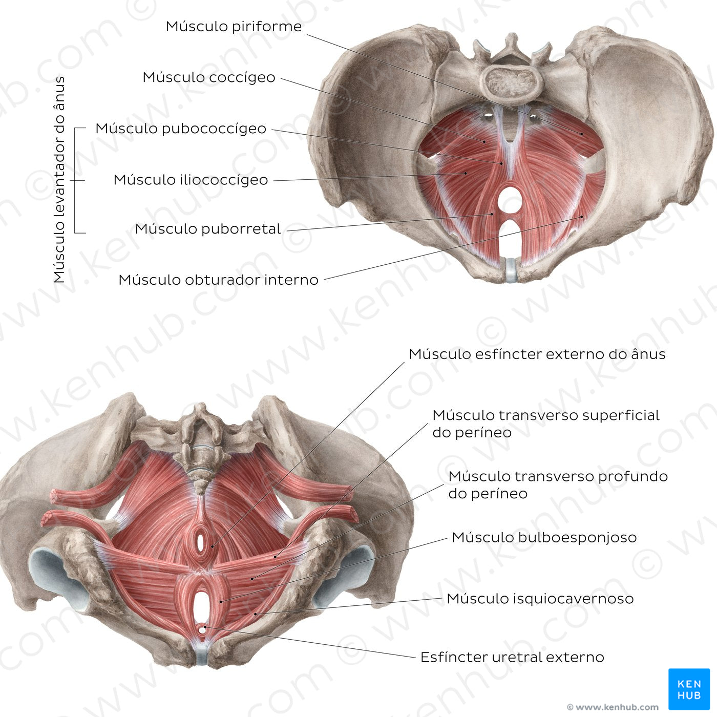 Muscles of the pelvic floor (Portuguese)