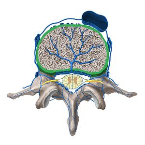 Marginal ridge of vertebral body (#3115)