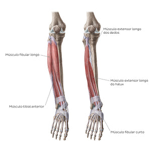 Muscles of the leg (Anterior view) (Portuguese)