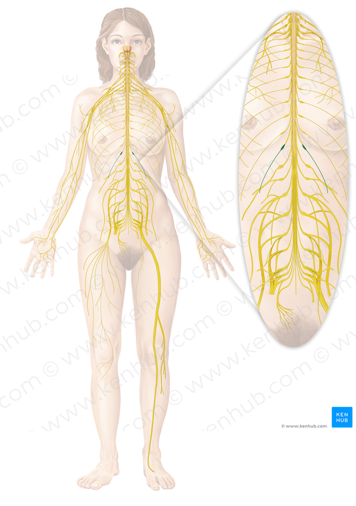 Subcostal nerve (#6775)