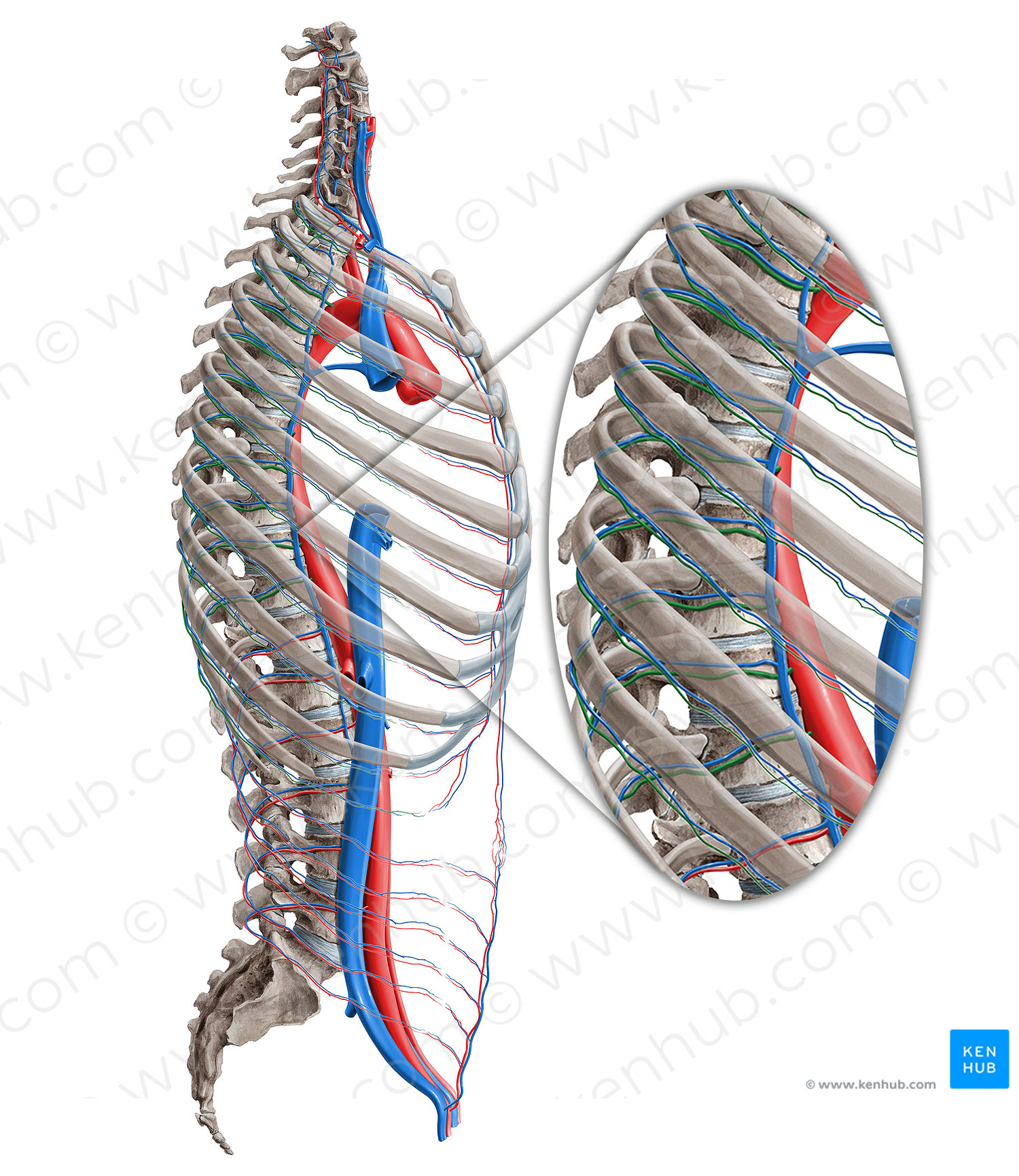 Posterior intercostal artery (#1157)