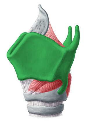 Thyroid cartilage (#2509)