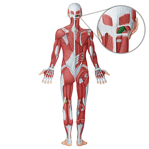 Rectus capitis posterior major muscle (#18731)