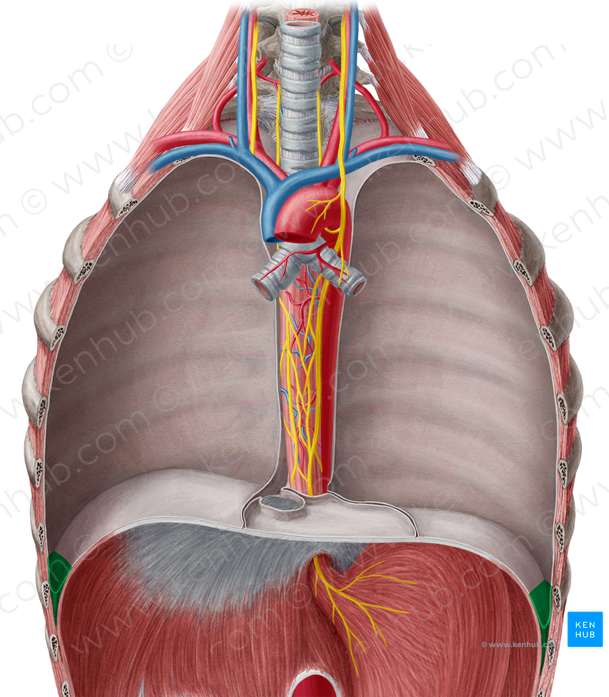 Costodiaphragmatic recess (#8834)