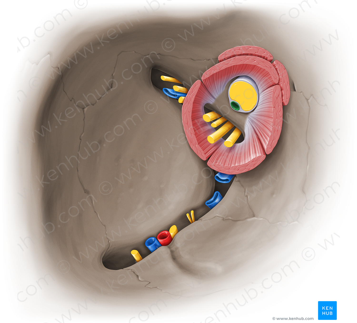 Ophthalmic artery (#15353)