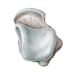 Groove for tendon of flexor hallucis longus muscle of talus (#9338)