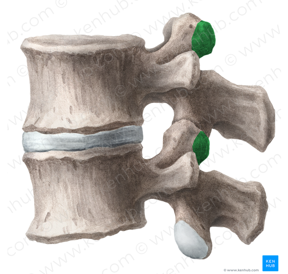 Mammillary process of lumbar vertebra (#8217)