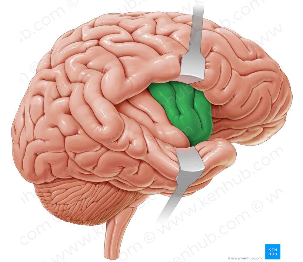 Short gyri of insula (#4161)