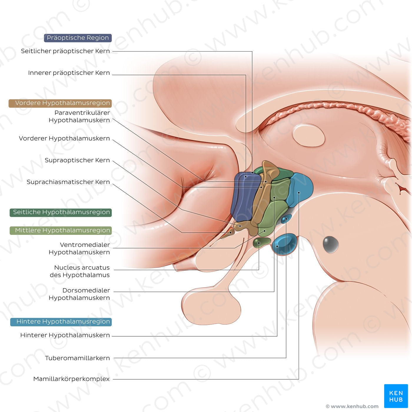 Hypothalamus: nuclei (German)