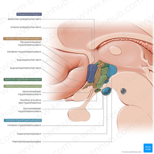 Hypothalamus: nuclei (German)