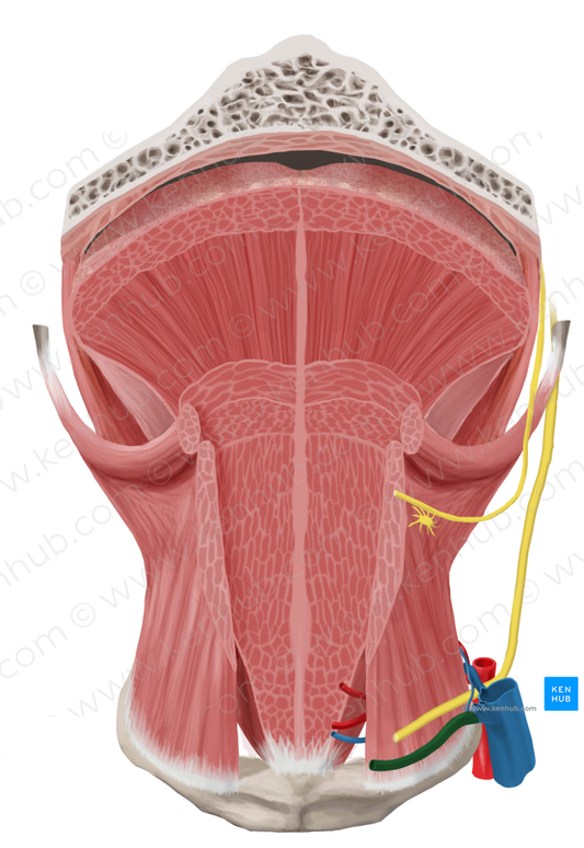 Vena comitans of hypoglossal nerve (#10124)