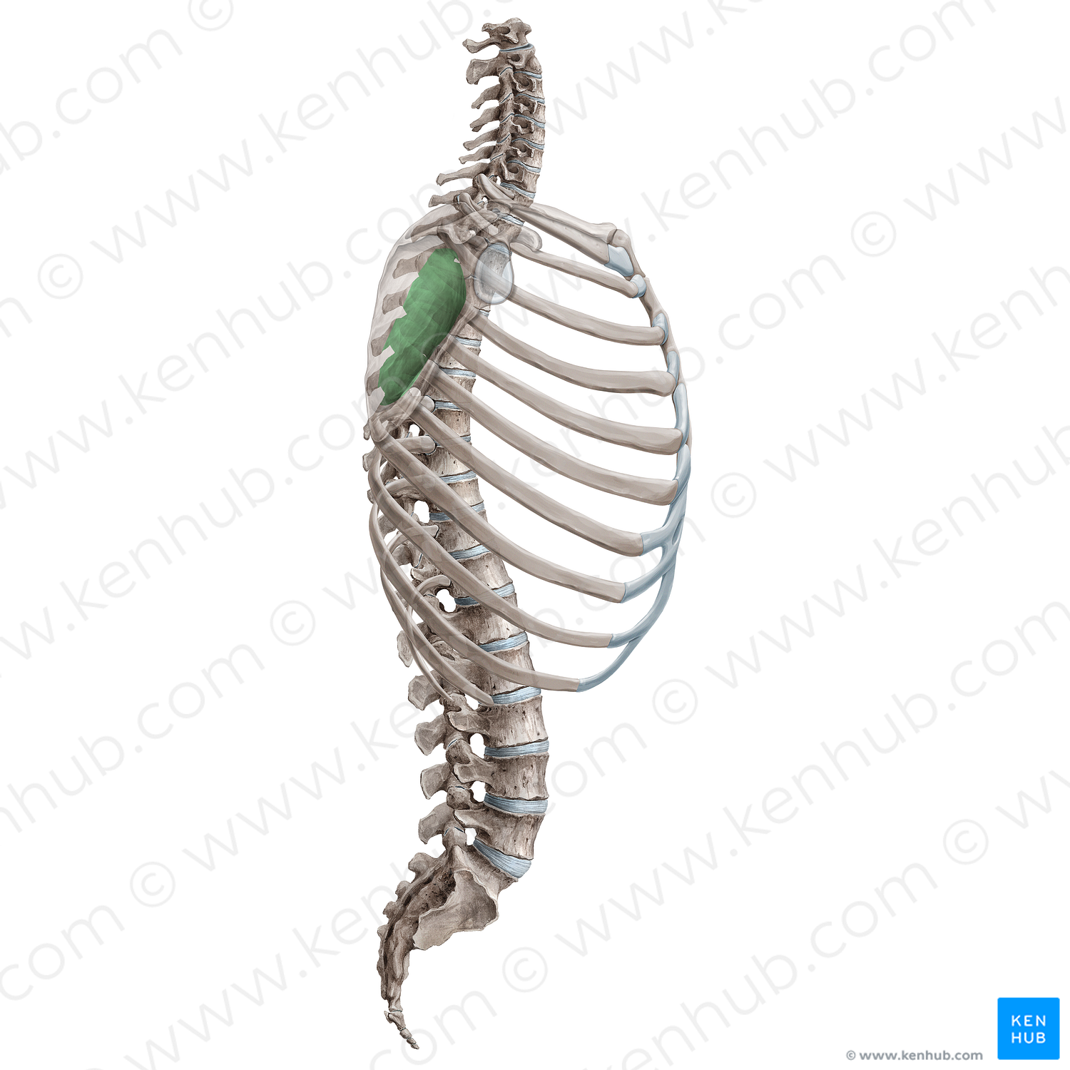 Scapulothoracic joint (#19154)