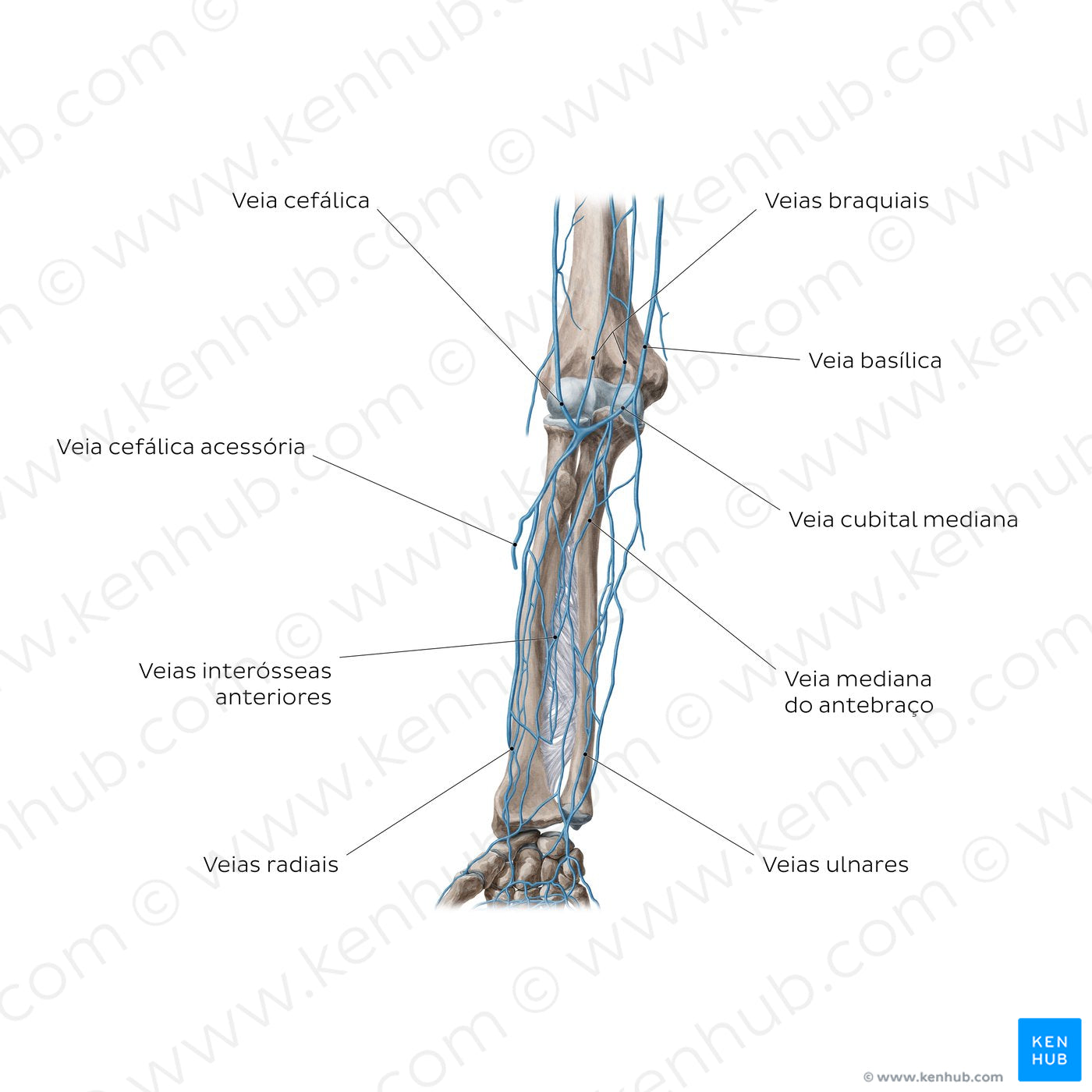 Veins of the forearm: Anterior view (Portuguese)