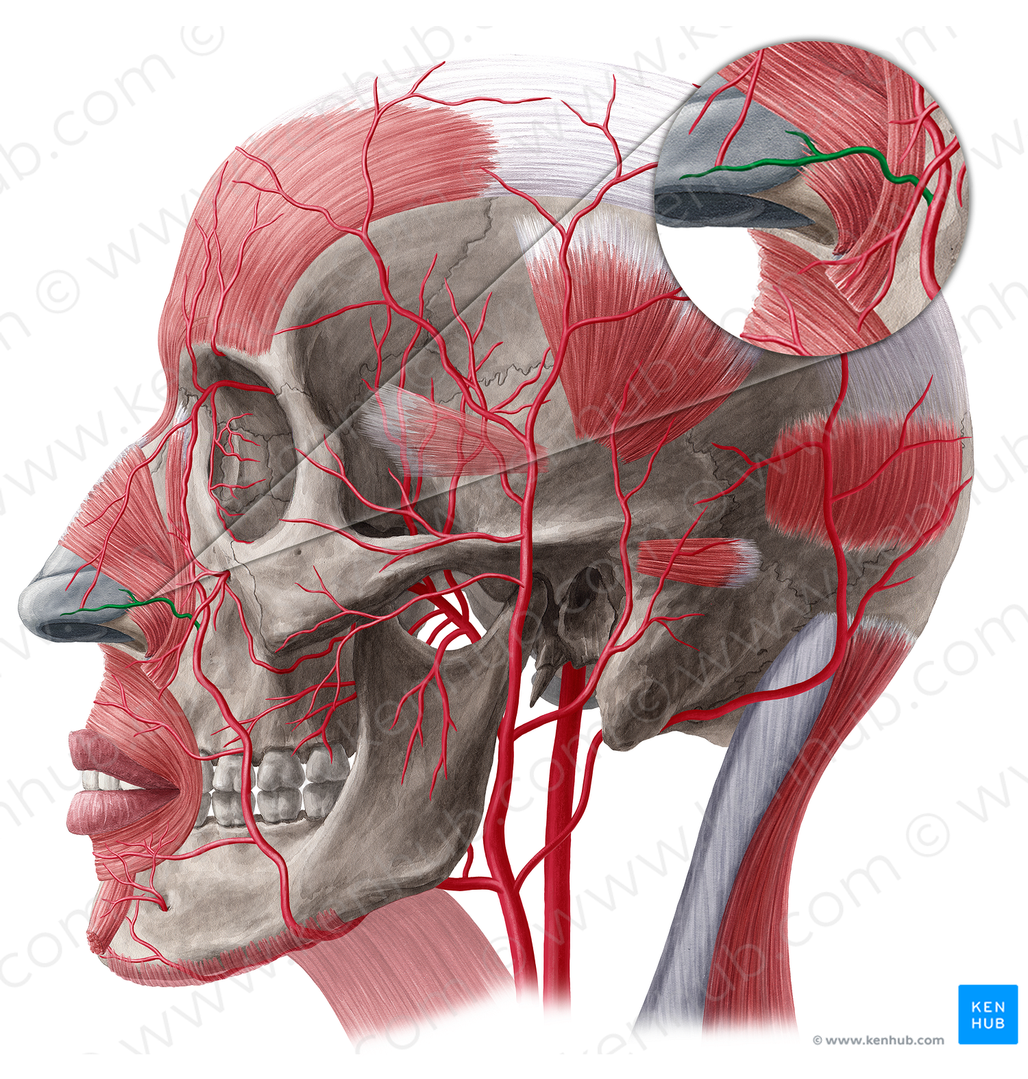 Lateral nasal branch of facial artery (#20512)