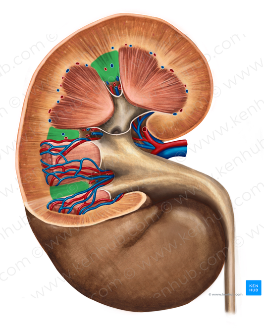 Renal columns (#2773)