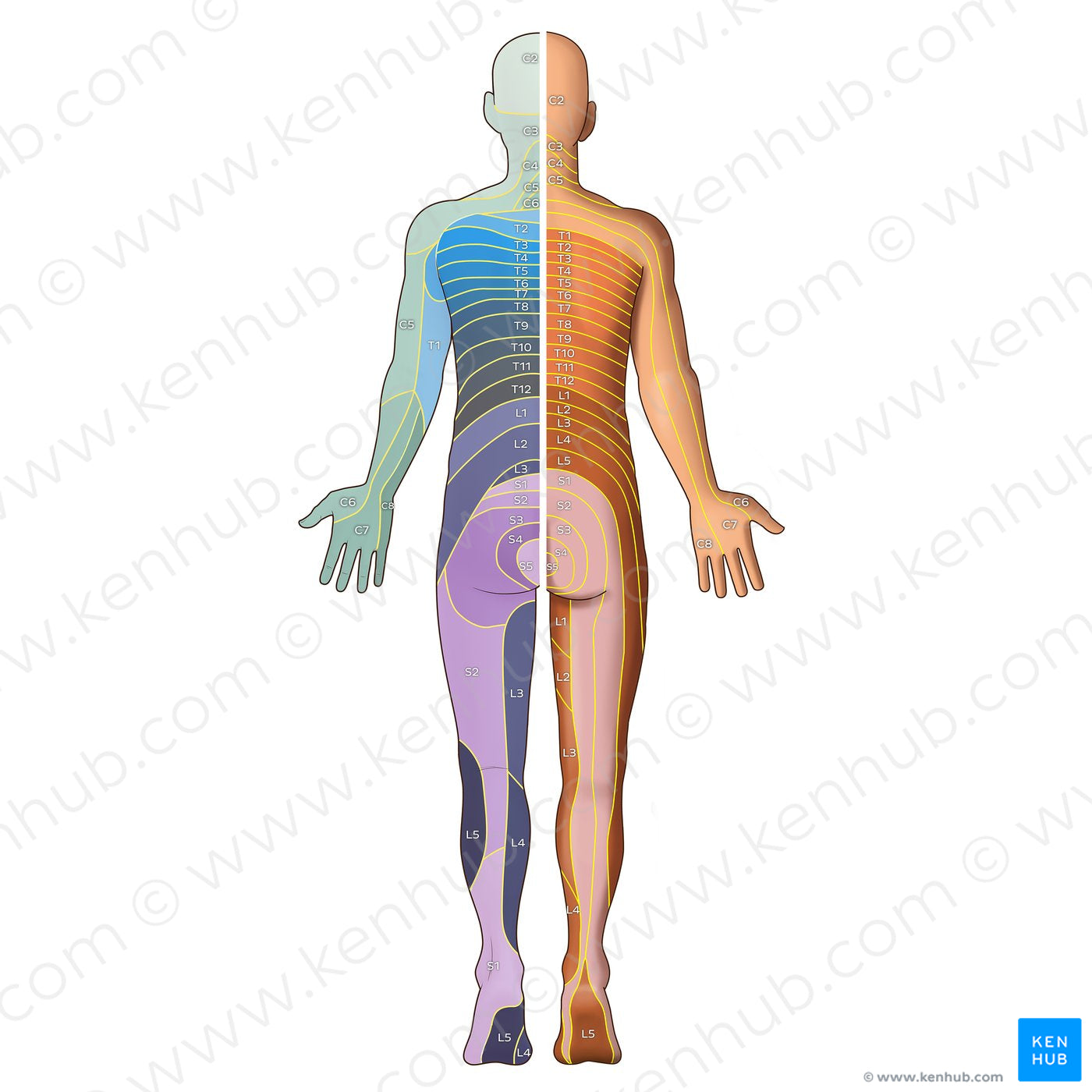 Dermatomes: Foerster/Keegan and Garrett map - Posterior (Spanish)