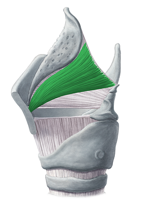 Thyroepiglottic muscle (#6092)