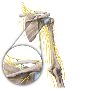Intermediate supraclavicular nerves (#21776)