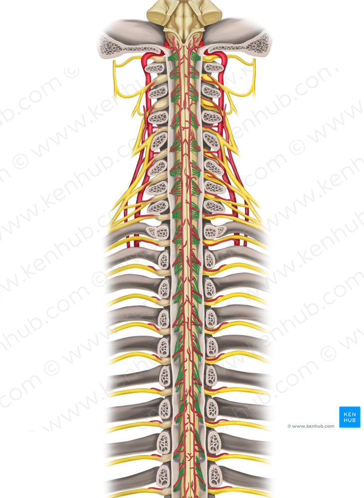 Posterior roots of spinal nerves (#8424)