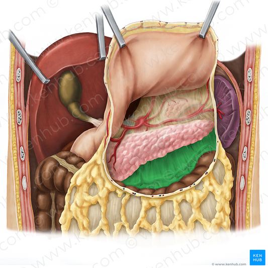 Transverse mesocolon (#5096)