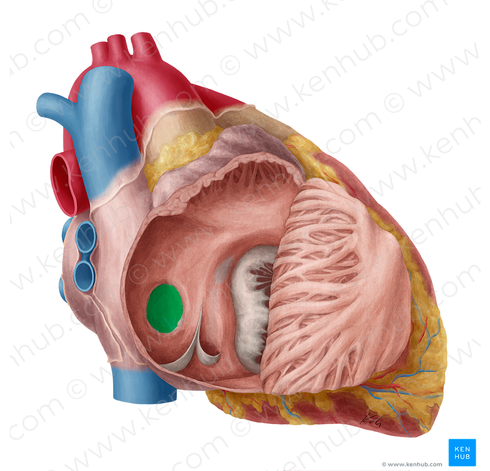 Fossa ovalis of right atrium (#3870)