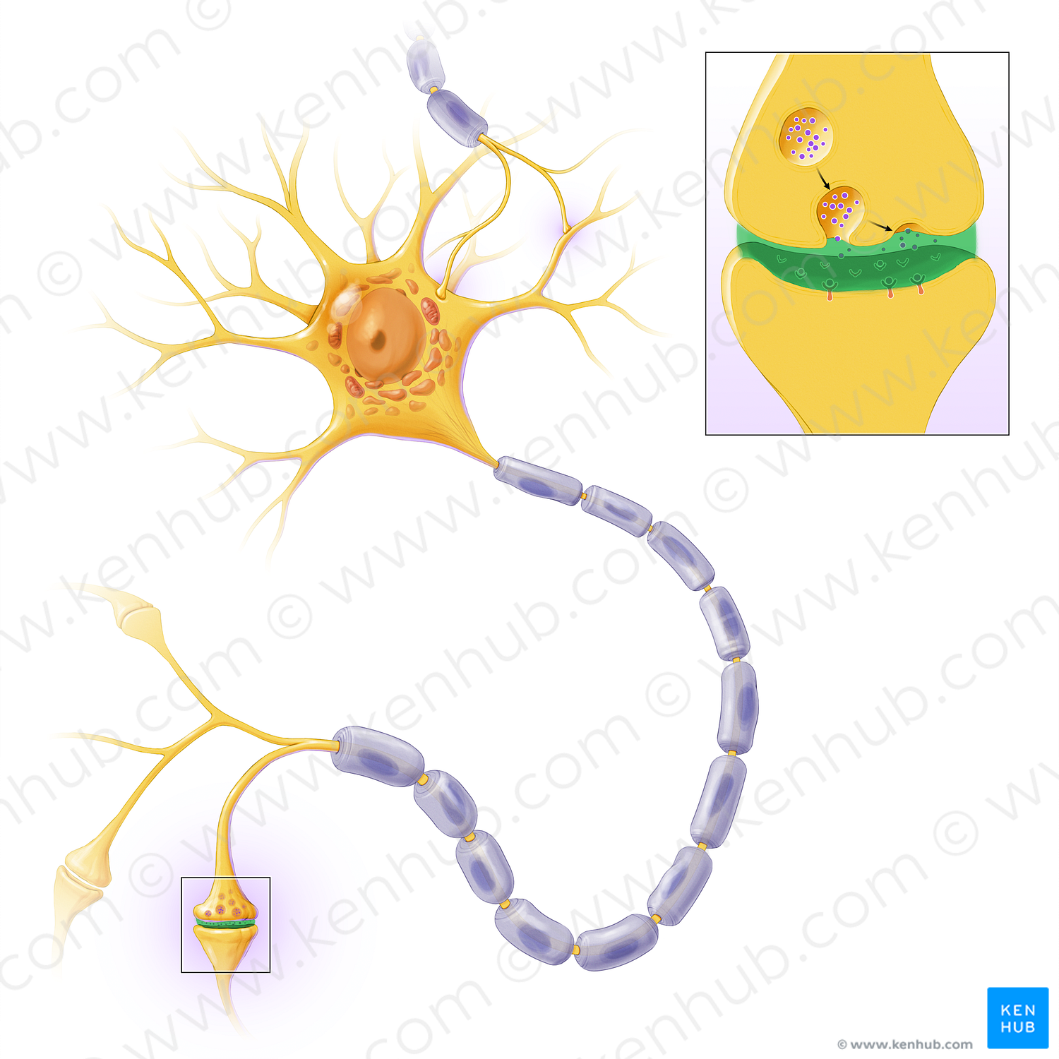 Synaptic cleft (#13597)