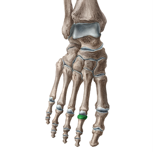 Base of proximal phalanx of 2nd toe (#16193)