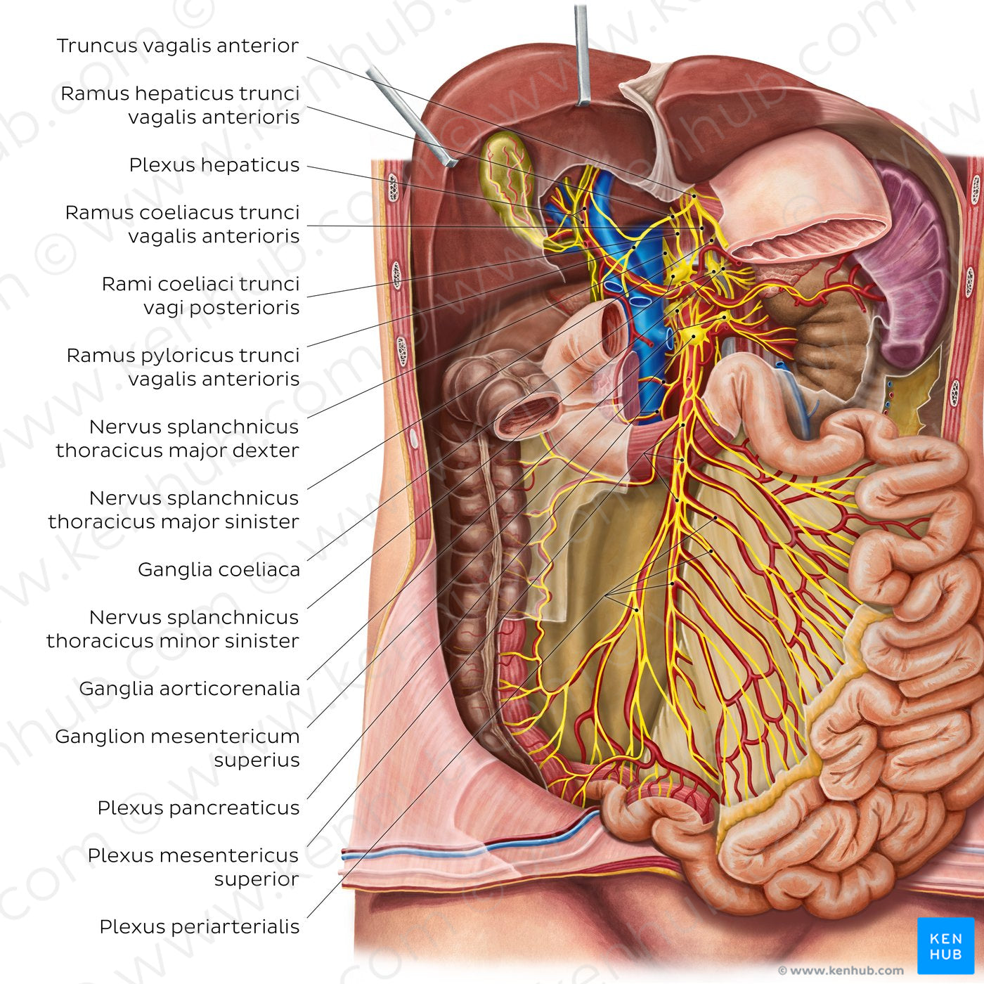 Innervation of the small intestine (Latin)