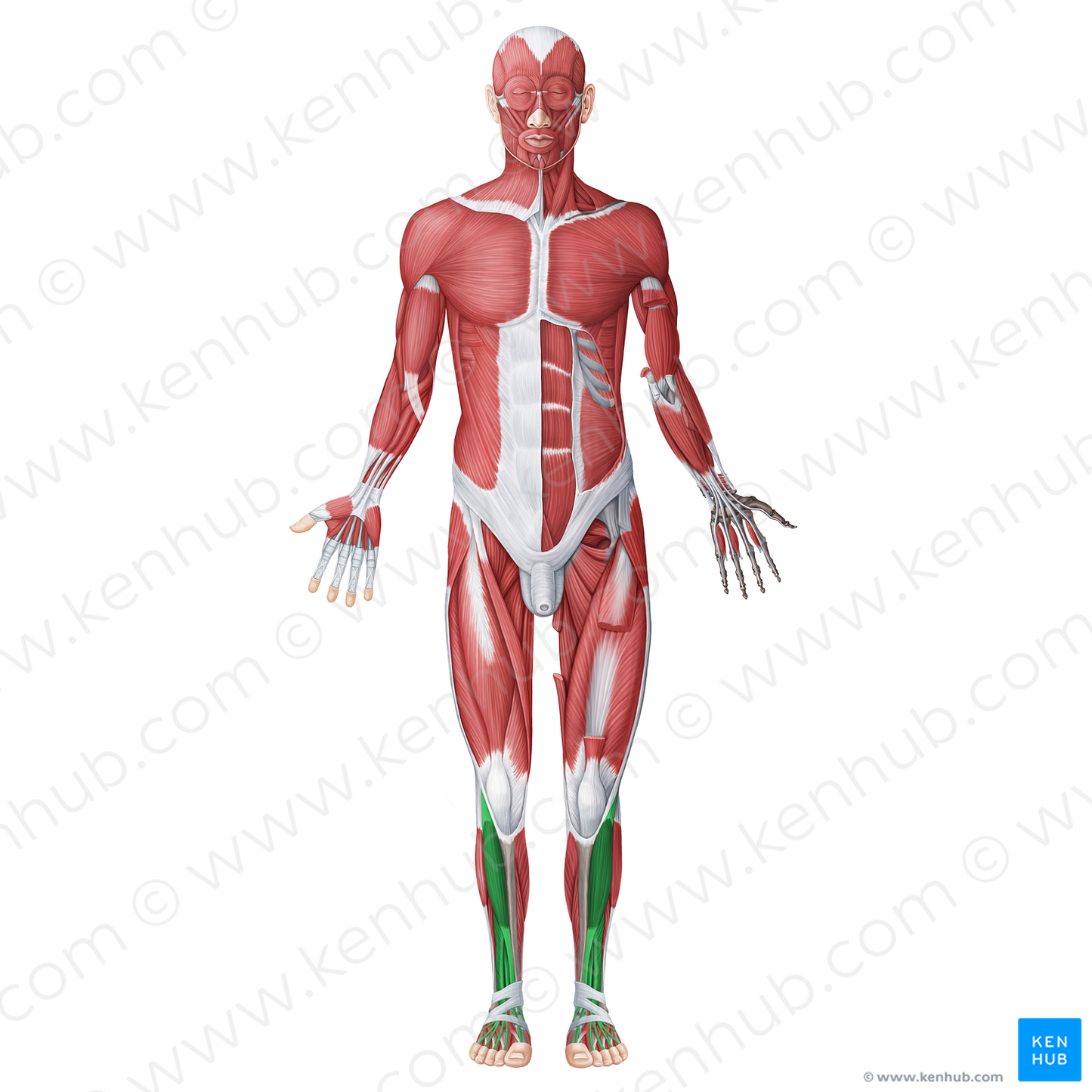 Anterior (extensor) muscles of leg (#20062)