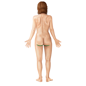 Gluteal sulcus (#9261)