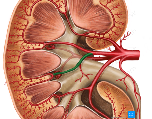 Anterior inferior segmental artery of kidney (#1765)