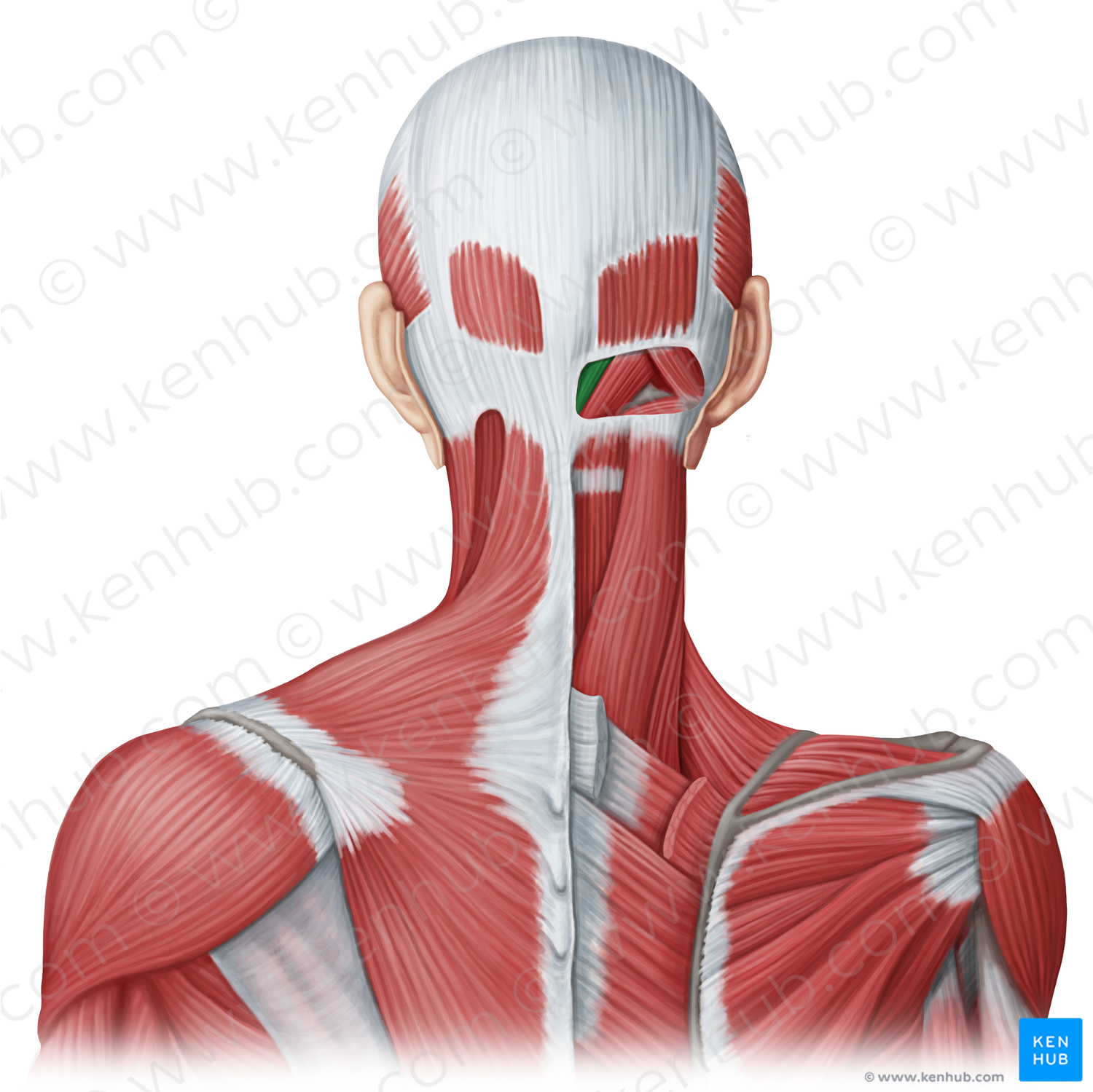 Rectus capitis posterior minor muscle (#20034)