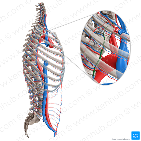 Superior intercostal vein (#10330)